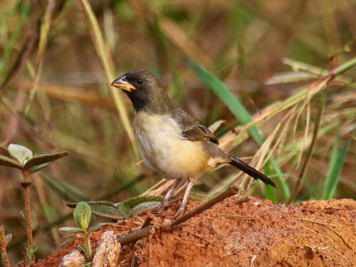 Black-throated Saltator - ML60315801