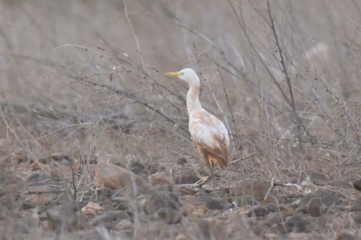 Western Cattle Egret - ML603159461