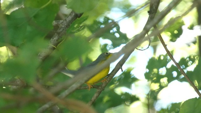 סבכון קנדי - ML603159491