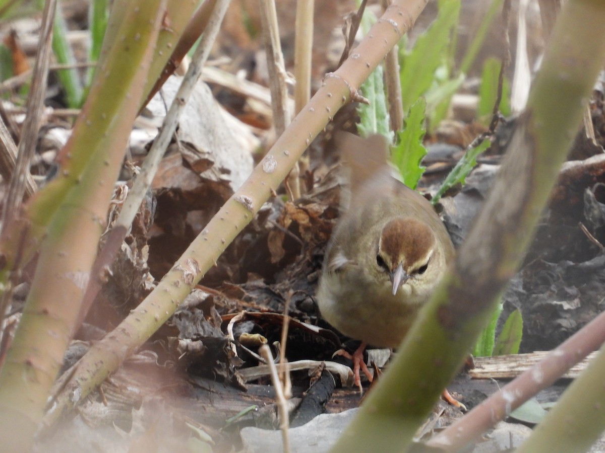 Swainson's Warbler - ML603159641