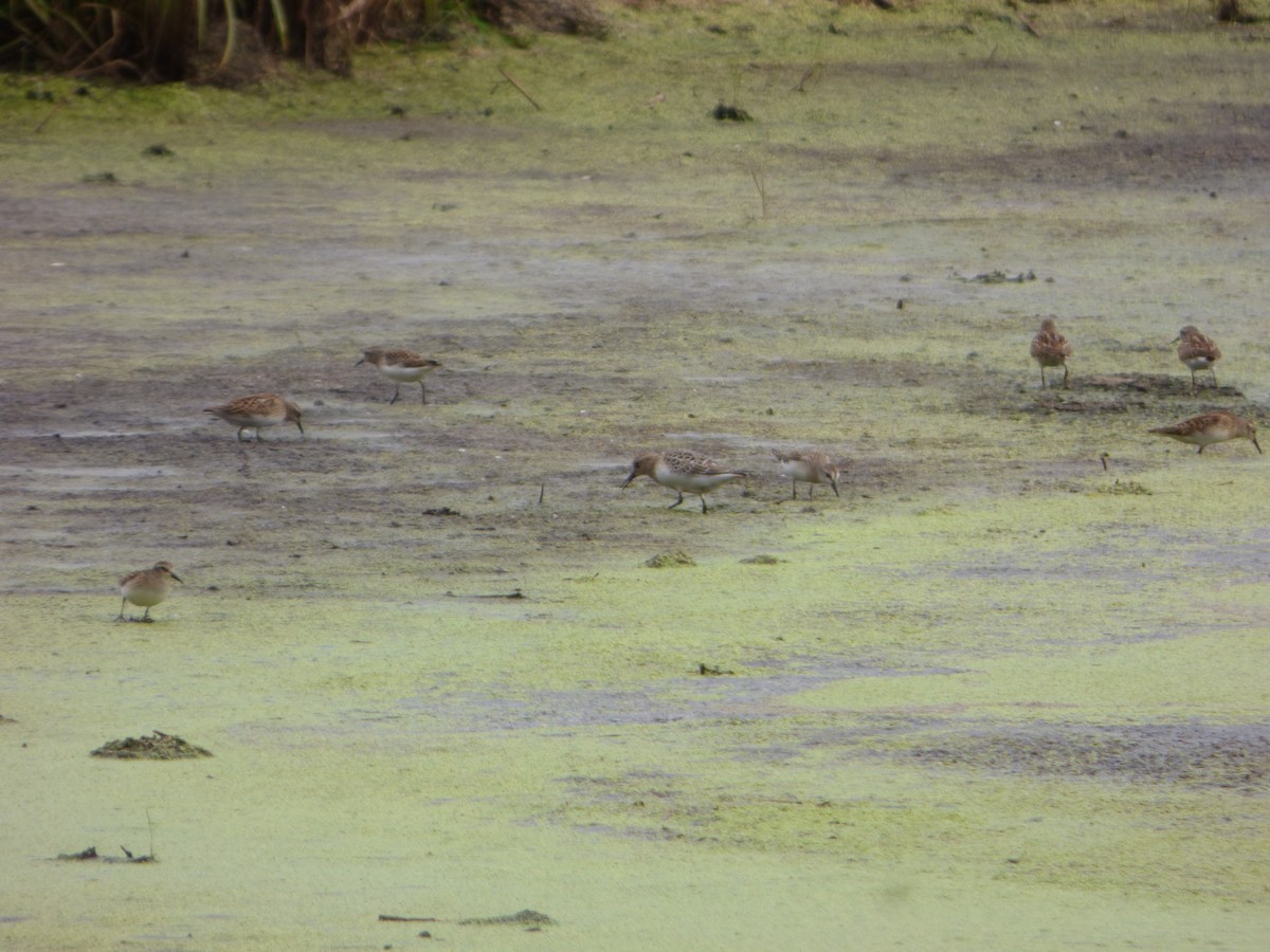 Baird's Sandpiper - ML603159681