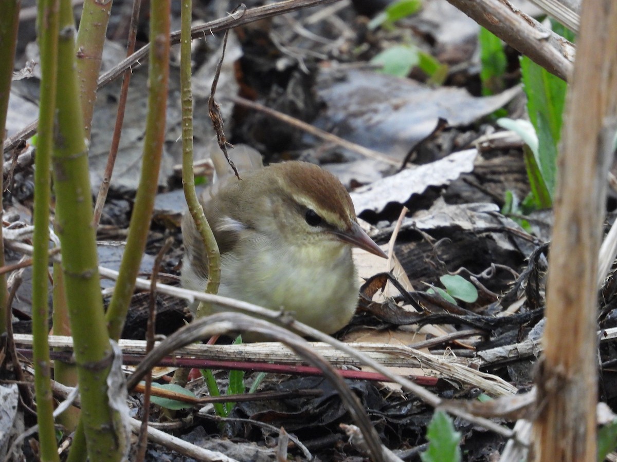 Swainson's Warbler - ML603159721