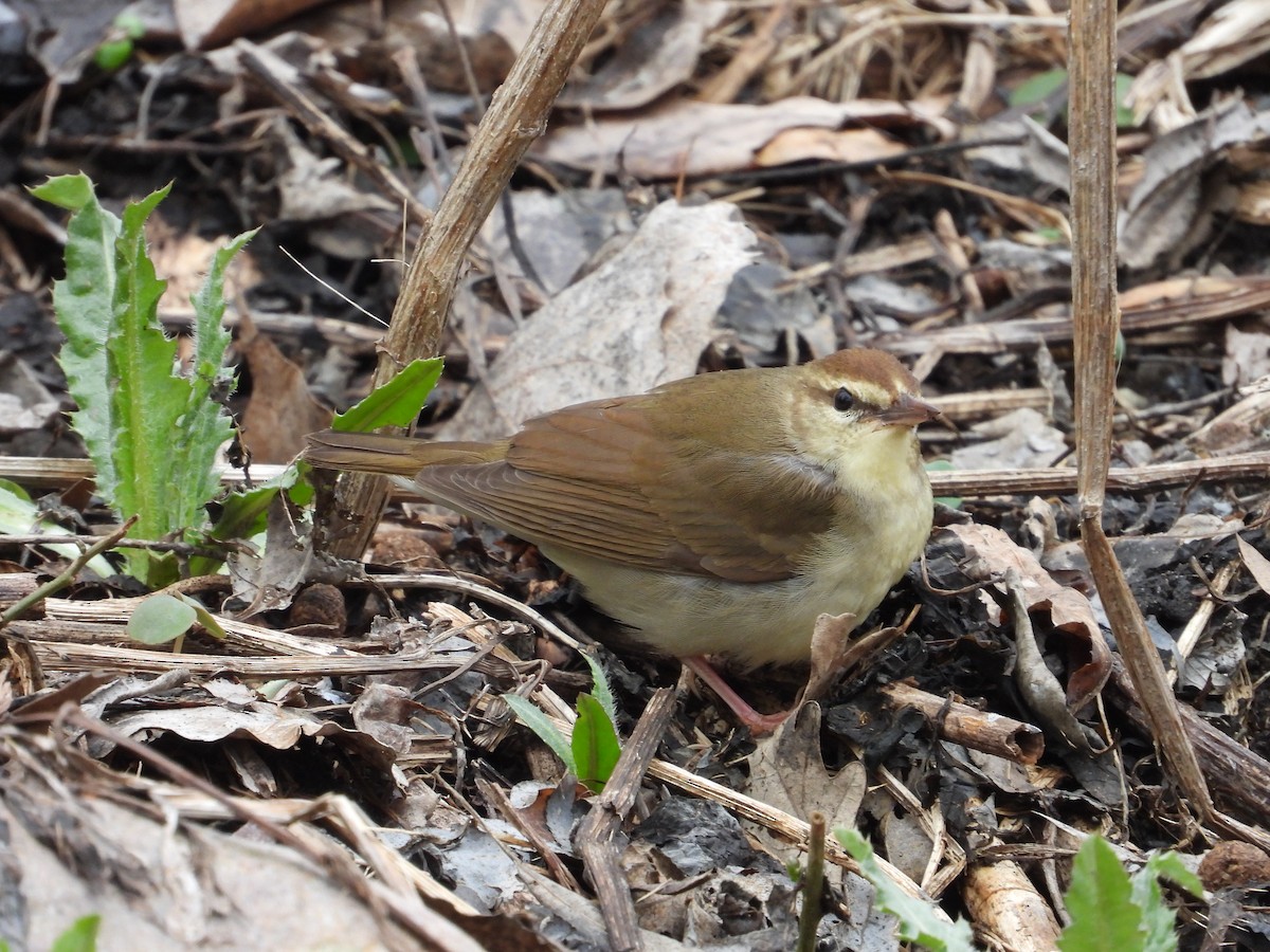 Swainson's Warbler - ML603159921