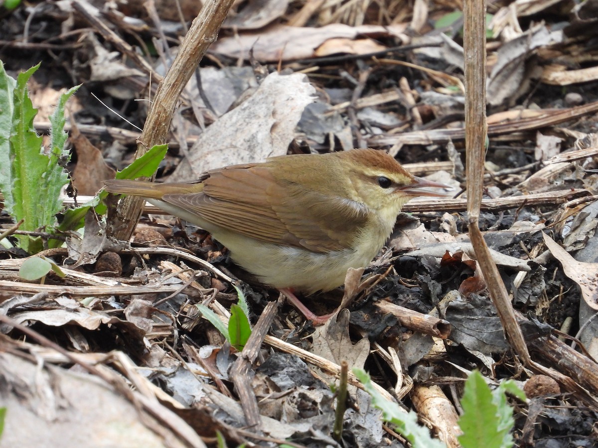 Swainson's Warbler - ML603159981