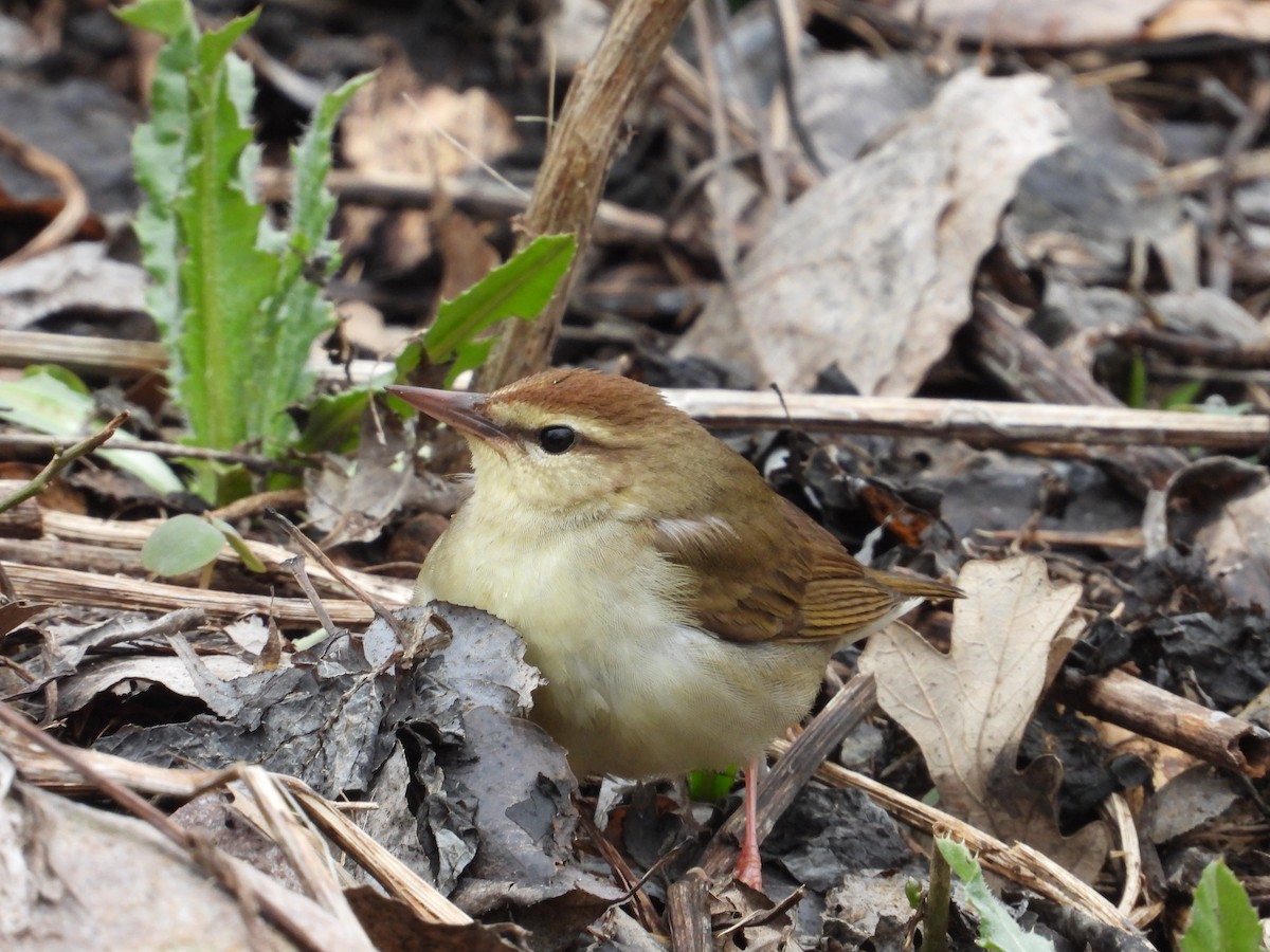 Swainson's Warbler - ML603160031