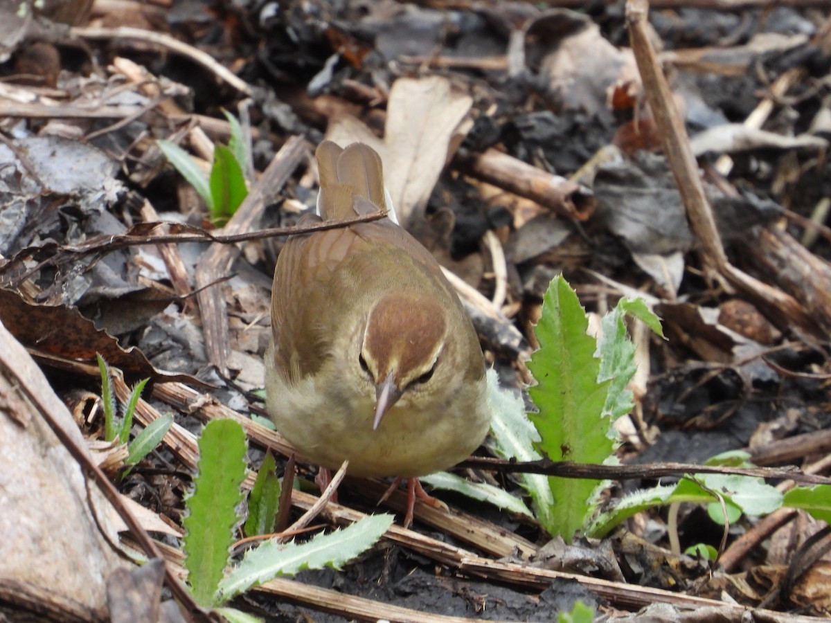 Swainson's Warbler - ML603160101