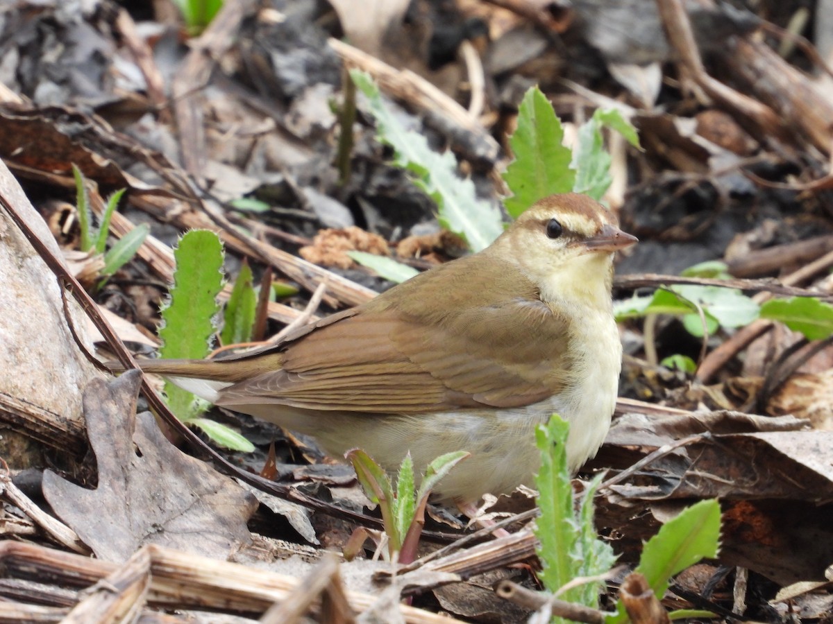 Swainson's Warbler - ML603160121
