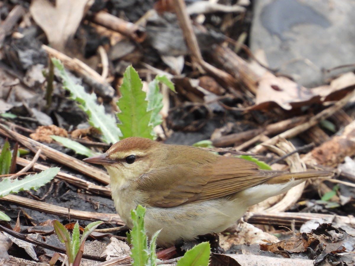 Swainson's Warbler - ML603160151
