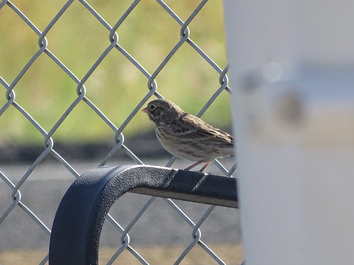 Vesper Sparrow - Shey Claflin