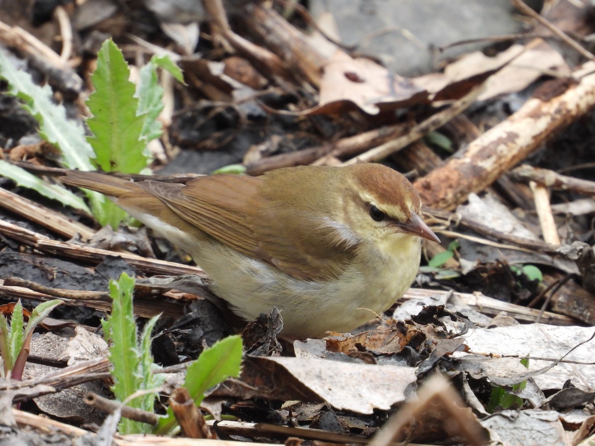 Swainson's Warbler - ML603160191