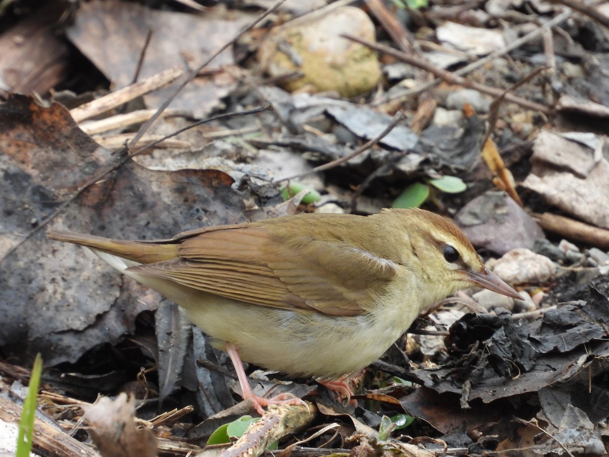 Swainson's Warbler - ML603160251