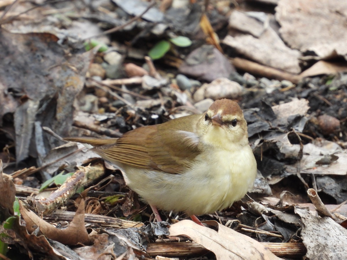 Swainson's Warbler - ML603160261
