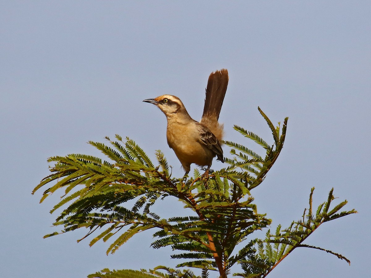 Chalk-browed Mockingbird - Carmen Lúcia Bays Figueiredo