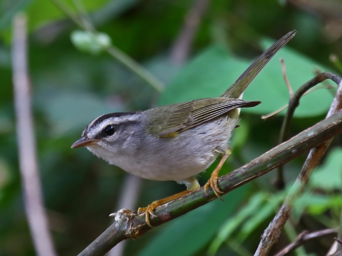 Golden-crowned Warbler - Carmen Lúcia Bays Figueiredo