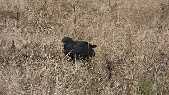 Great Black Hawk - ML603161541