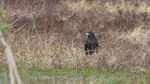 Great Black Hawk - ML603161621