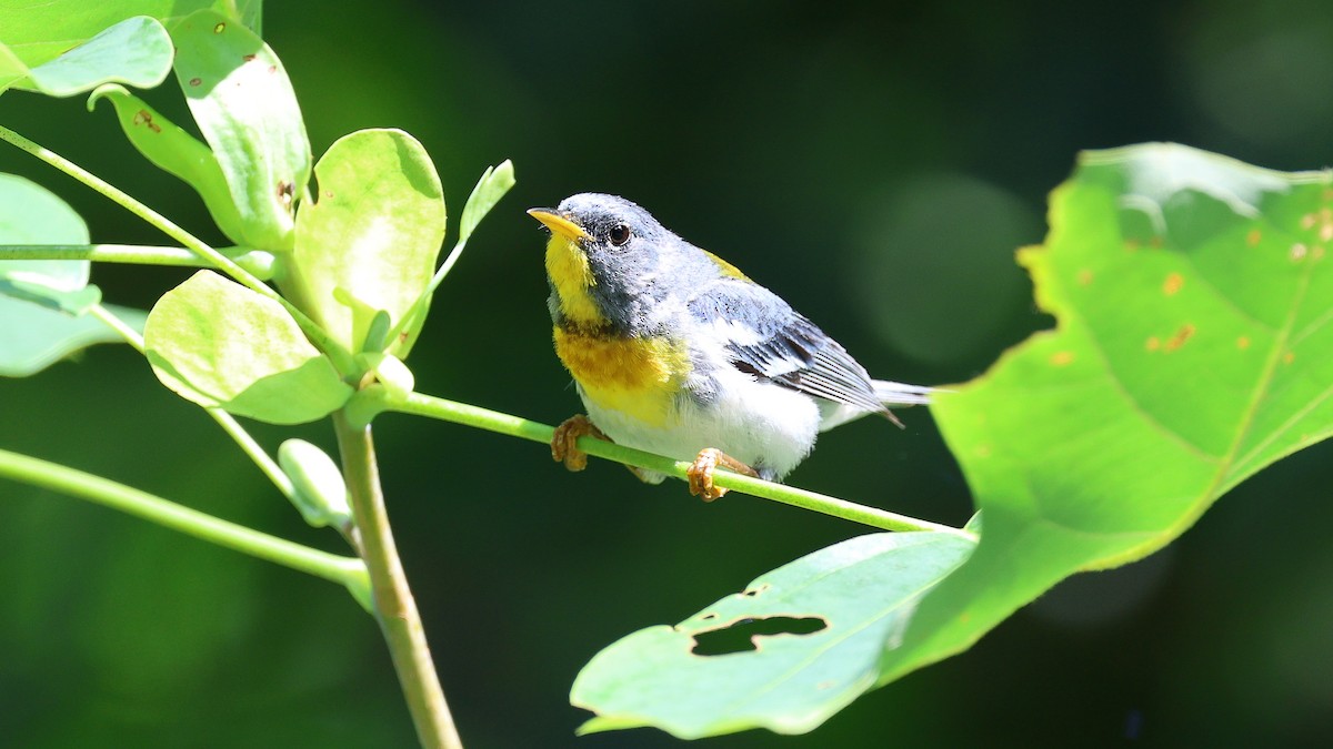 Northern Parula - ML603161981