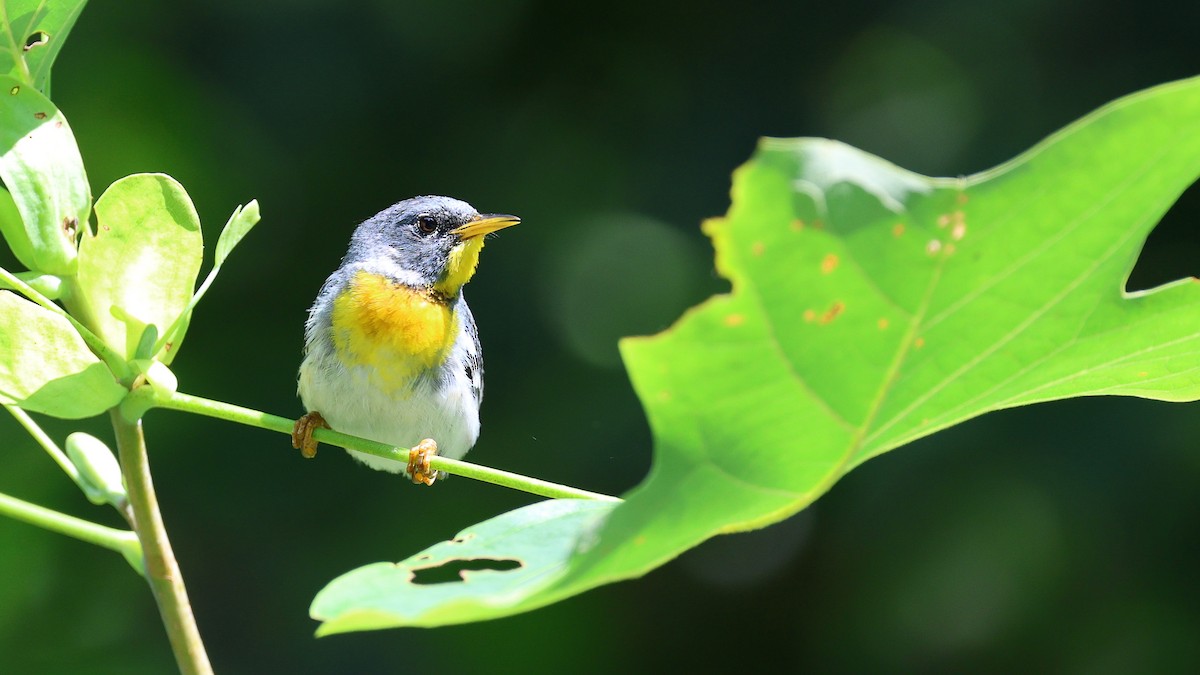 Northern Parula - ML603161991