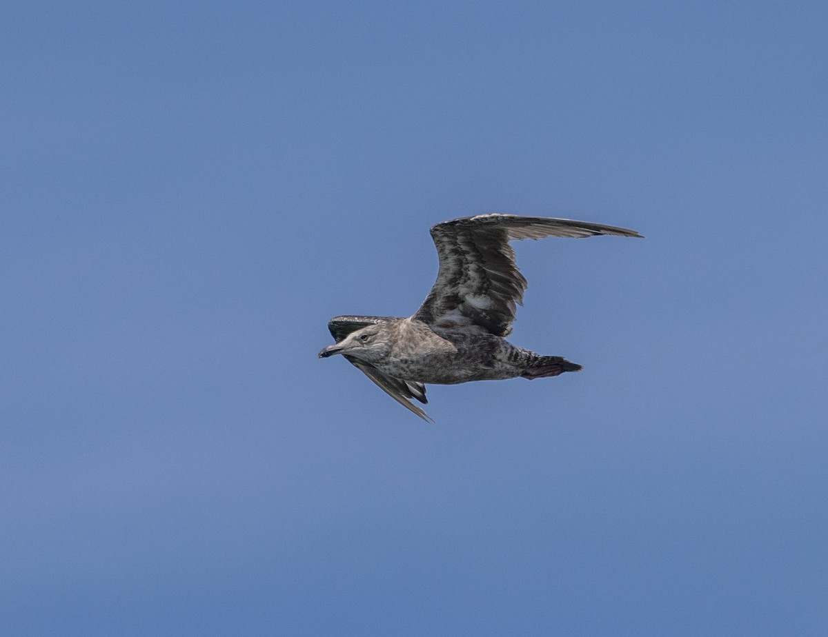 Great Black-backed Gull - ML603162211