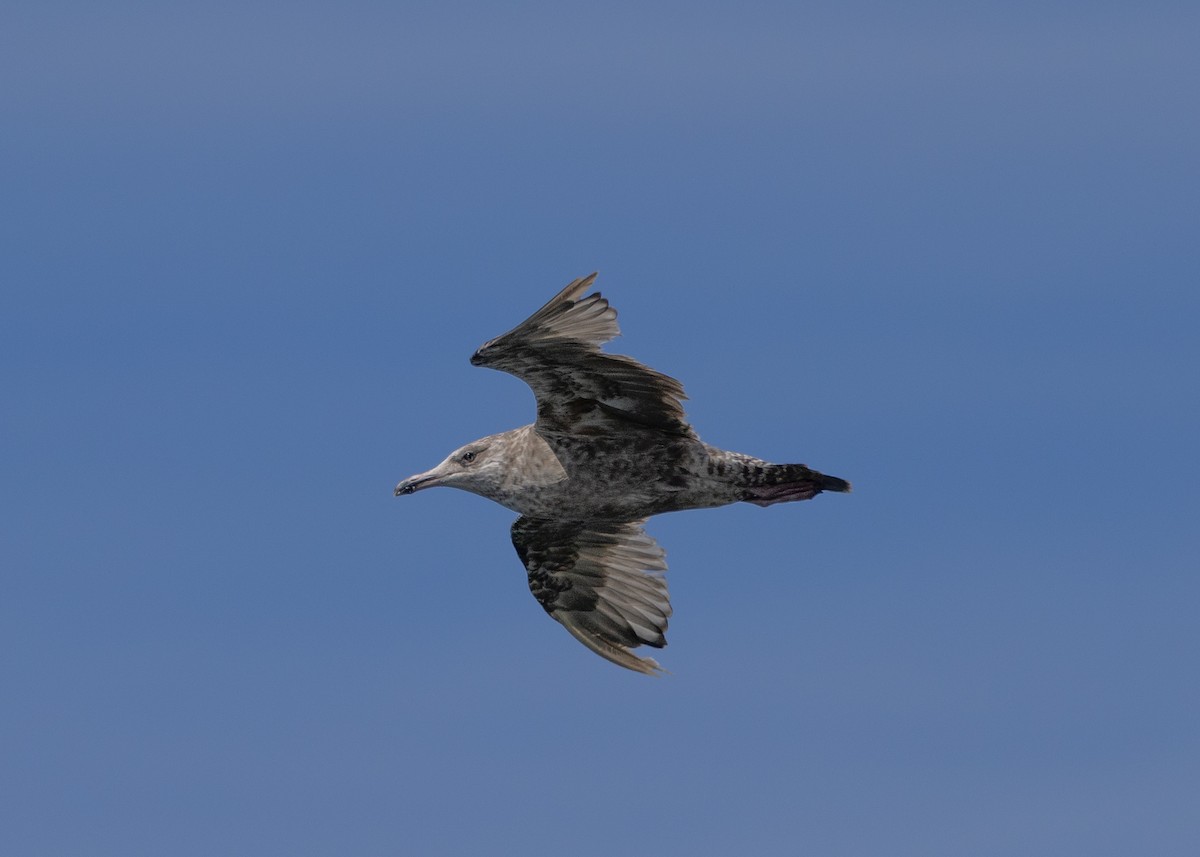 Great Black-backed Gull - ML603162231