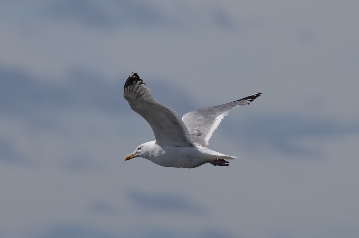 American Herring Gull - ML603162411