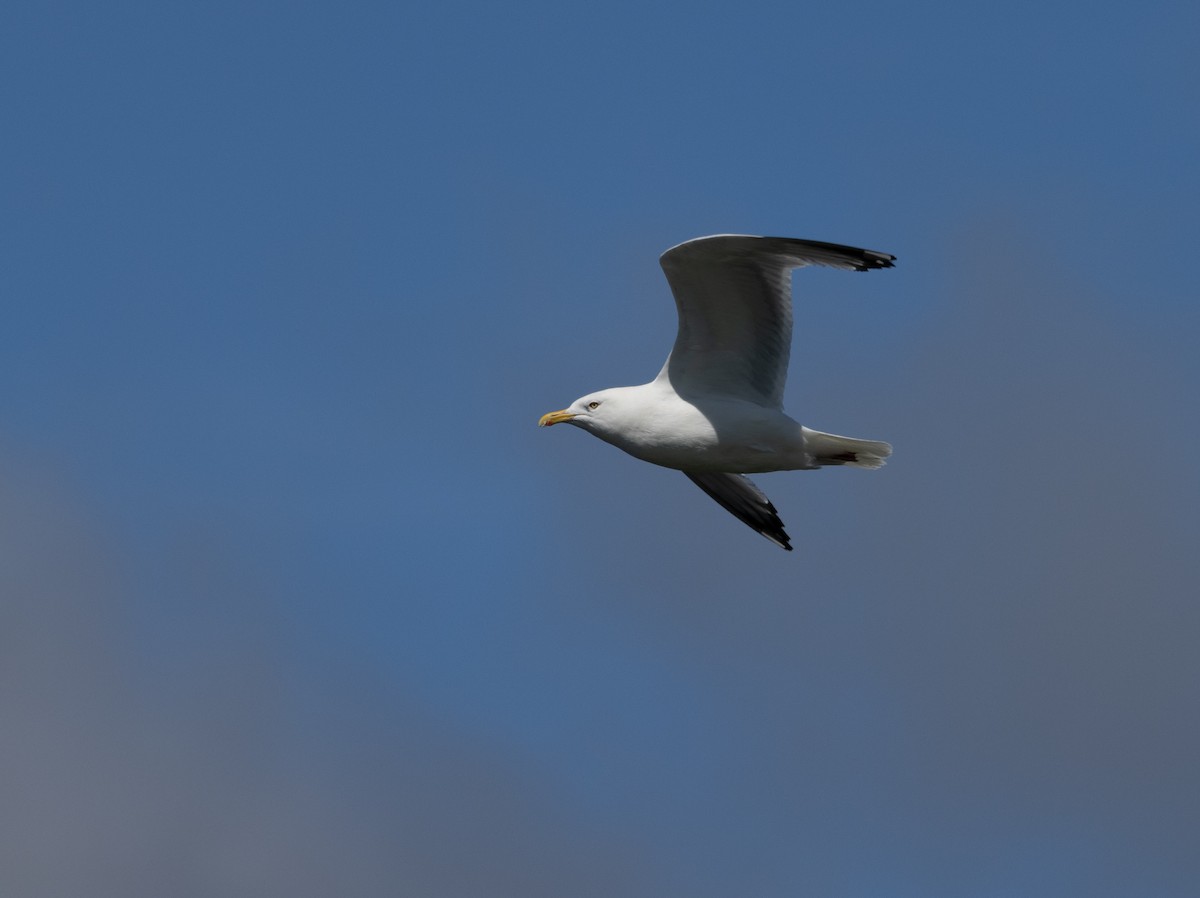 Herring Gull - ML603162421