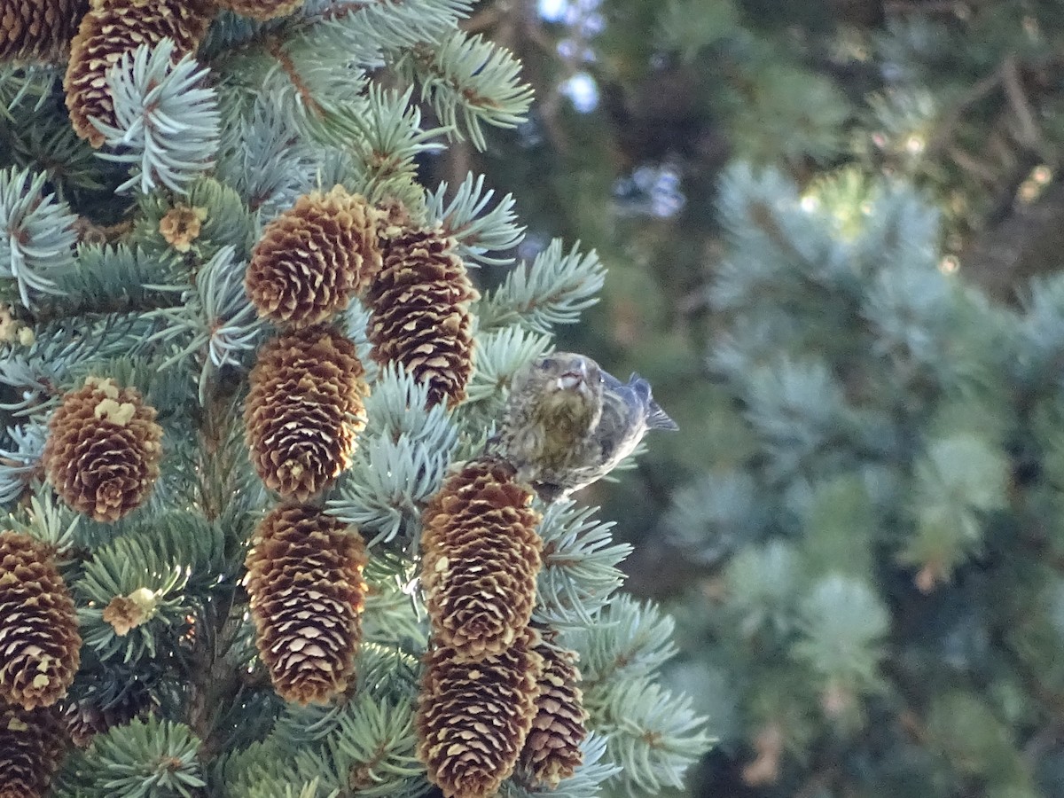 Bec-croisé des sapins (type 4) - ML603162461