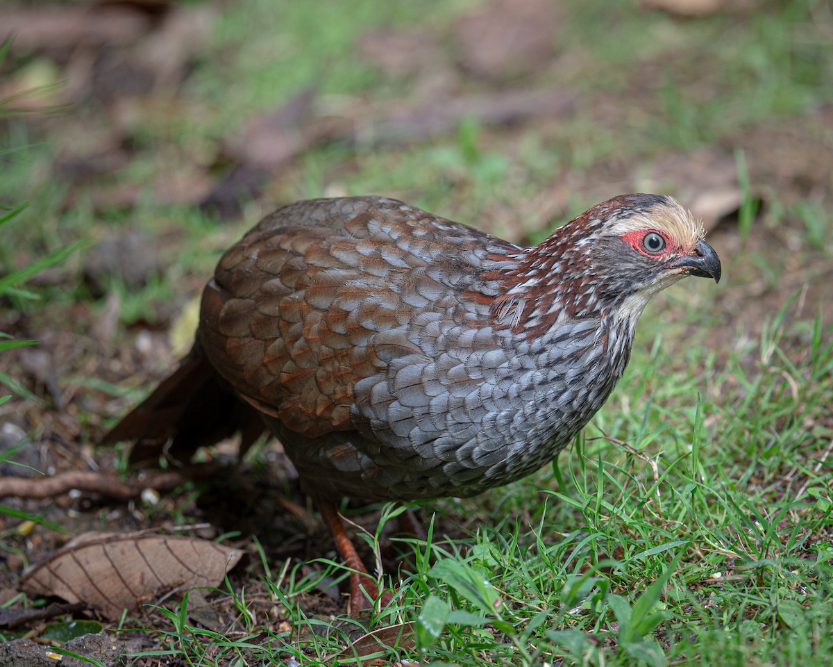 Buffy-crowned Wood-Partridge - Pablo Rodriguez
