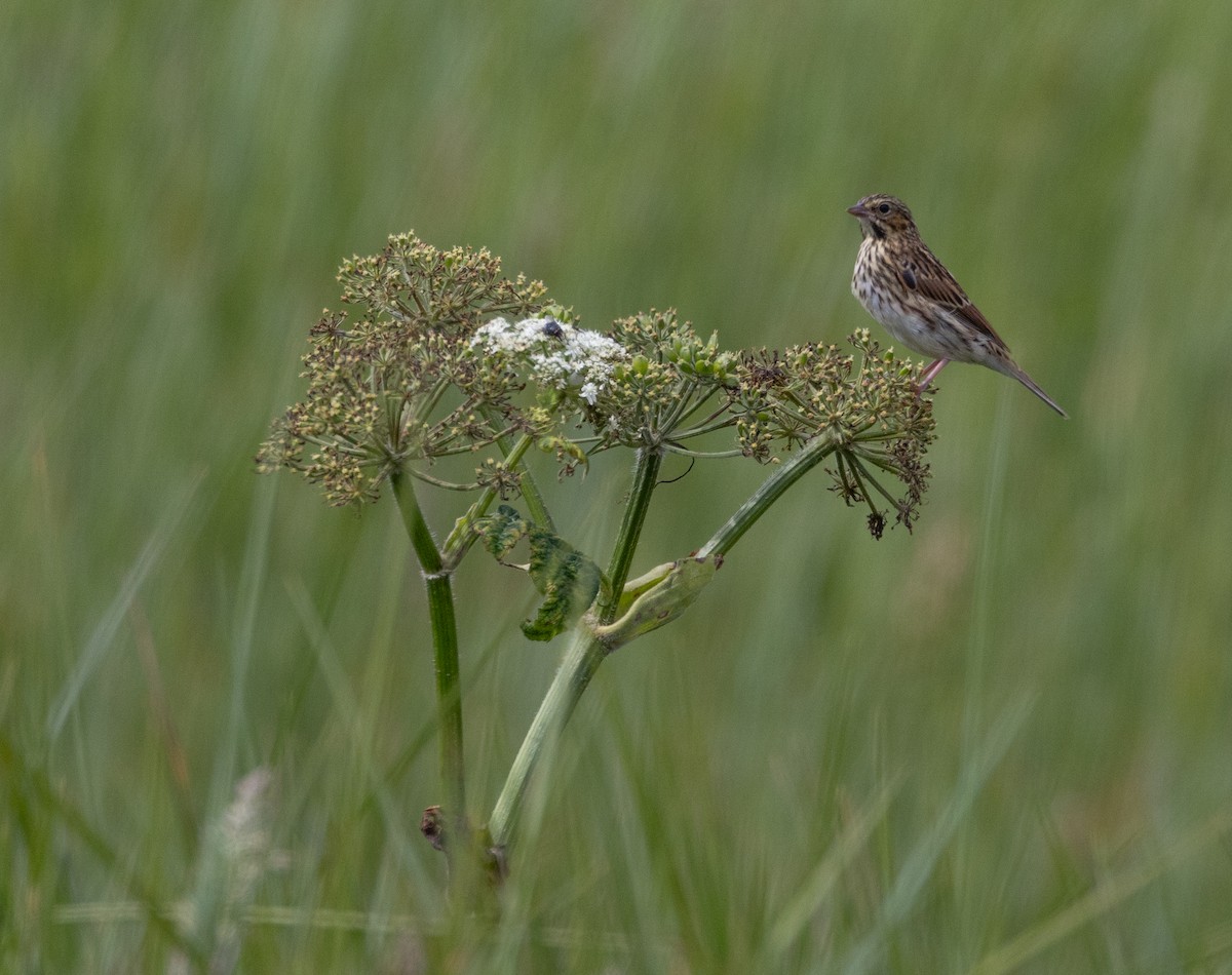 Savannah Sparrow - ML603162501