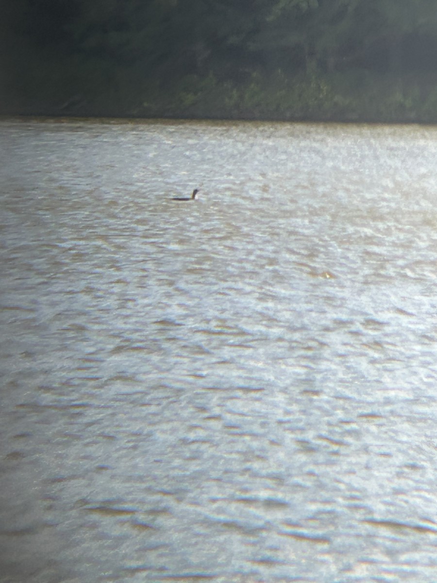 Plongeon huard - ML603163581