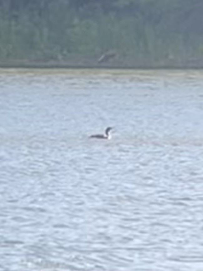 Plongeon huard - ML603163591