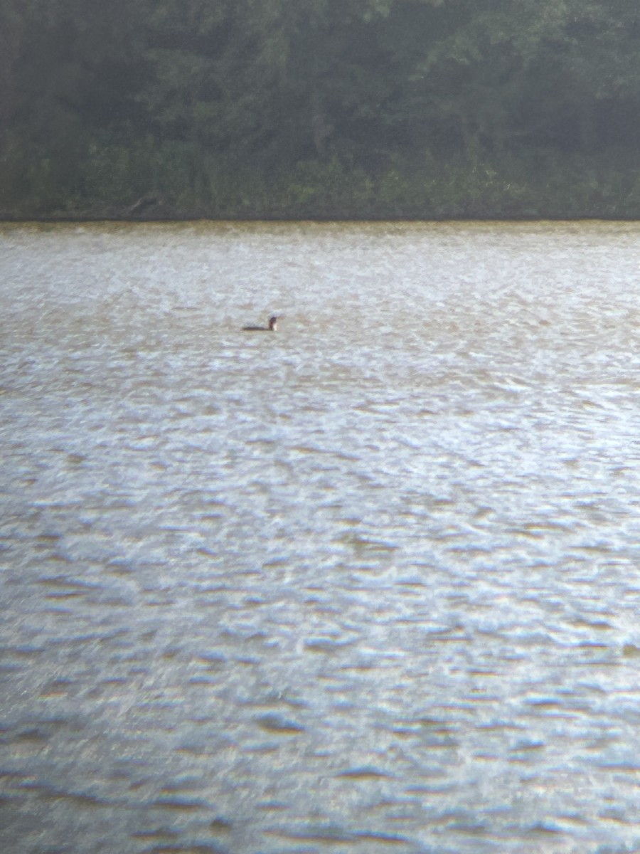 Plongeon huard - ML603163601
