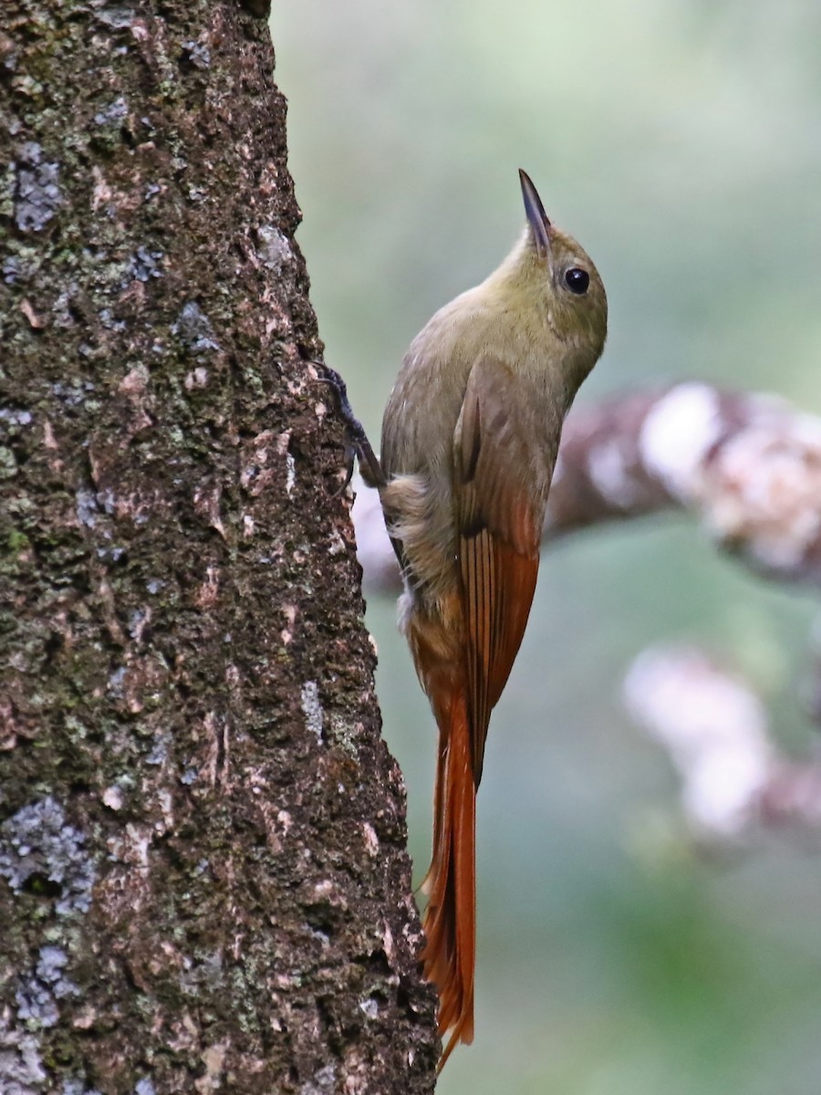 Olivaceous Woodcreeper - ML60316361