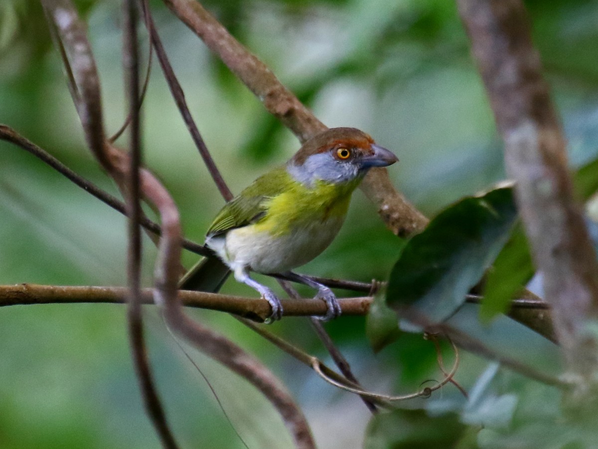 Rufous-browed Peppershrike - Carmen Lúcia Bays Figueiredo