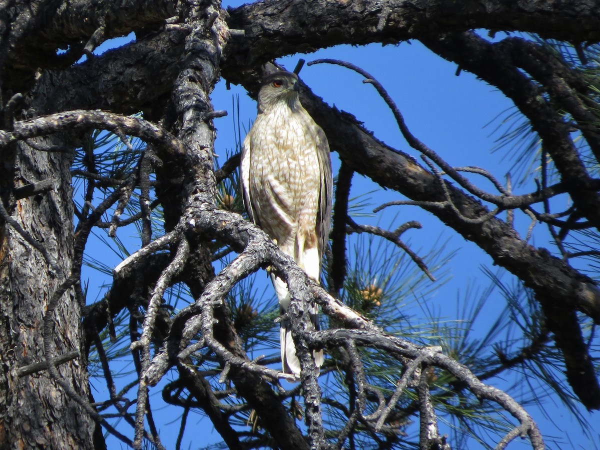 Cooper's Hawk - Steve Hosmer