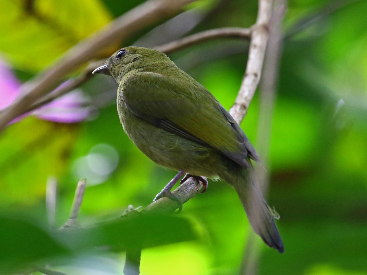 Helmeted Manakin - ML60316491