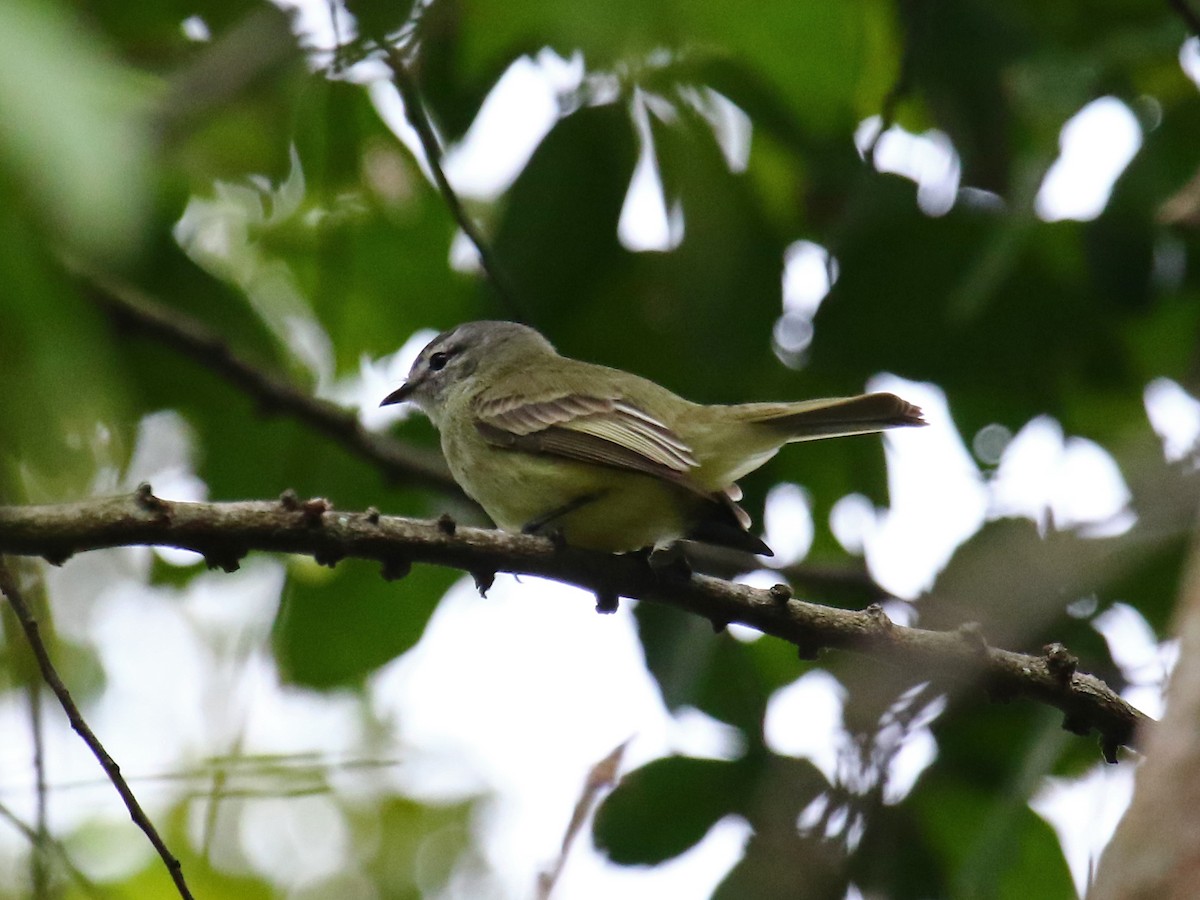 Planalto Tyrannulet - ML60316521