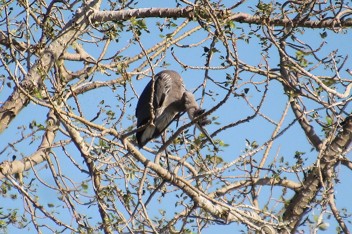 Garza Azulada - ML603165531