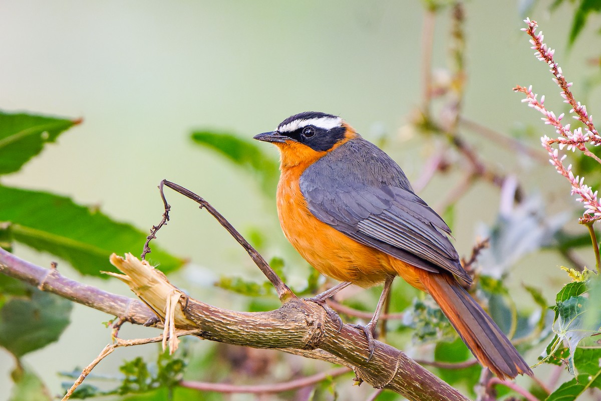 White-browed Robin-Chat - ML603165941