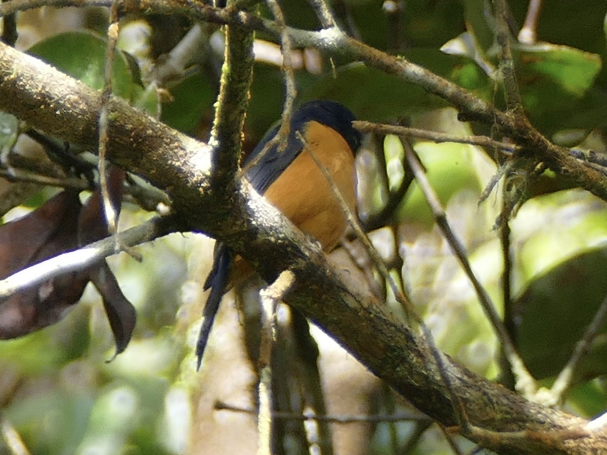 Rufous-vented Niltava - ML603166631