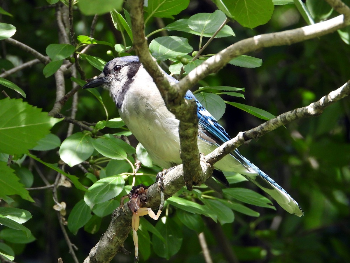 Blue Jay - ML603166911