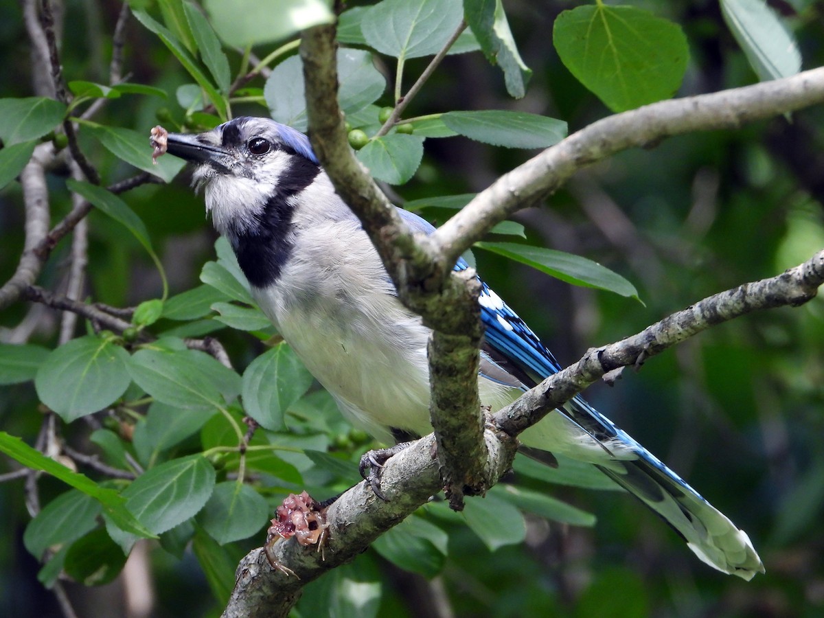 Blue Jay - Pauline Binetruy