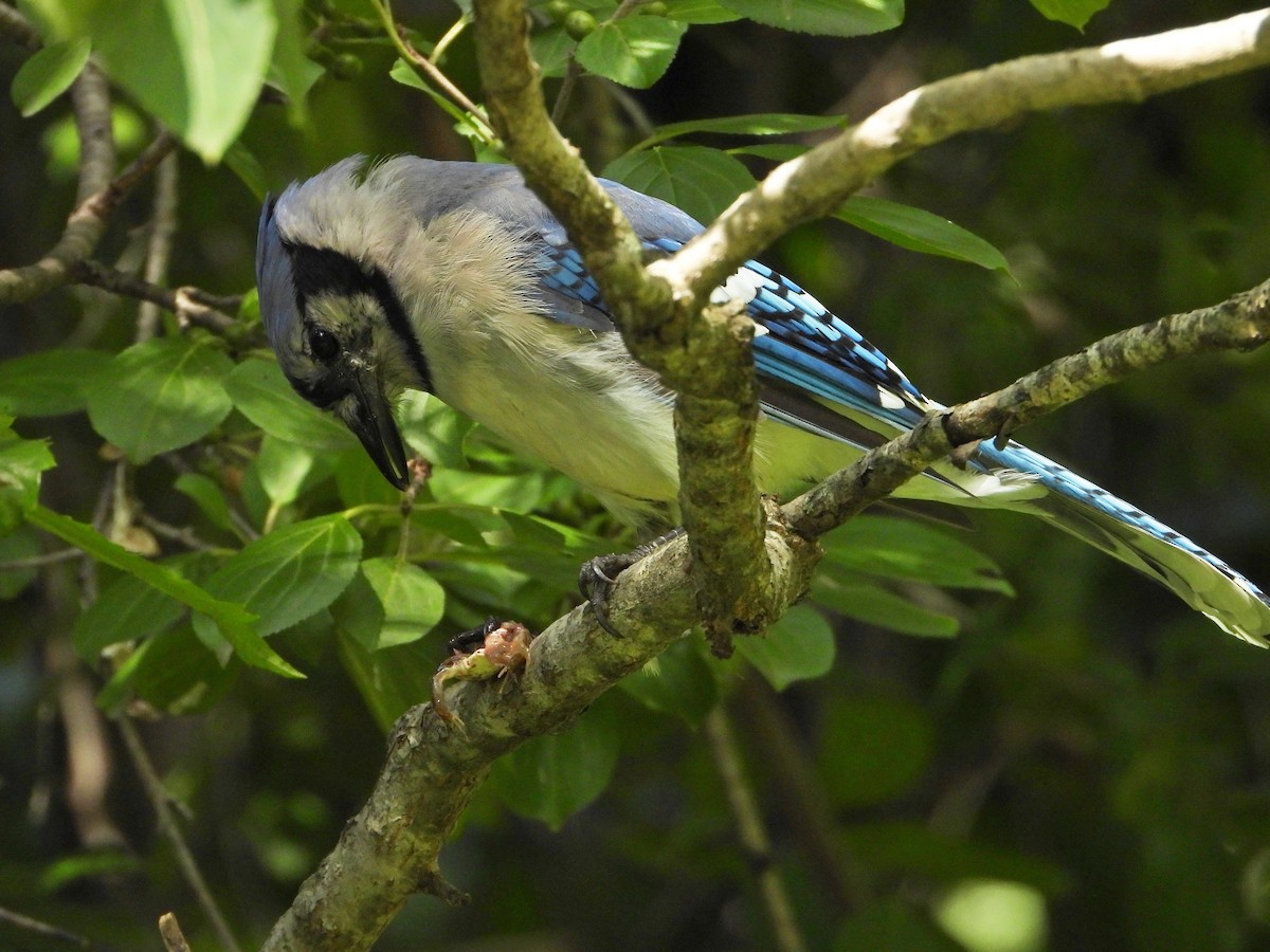 Blue Jay - ML603166961