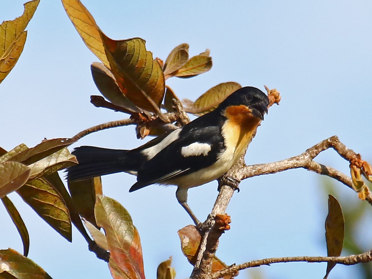 White-rumped Tanager - Carmen Lúcia Bays Figueiredo