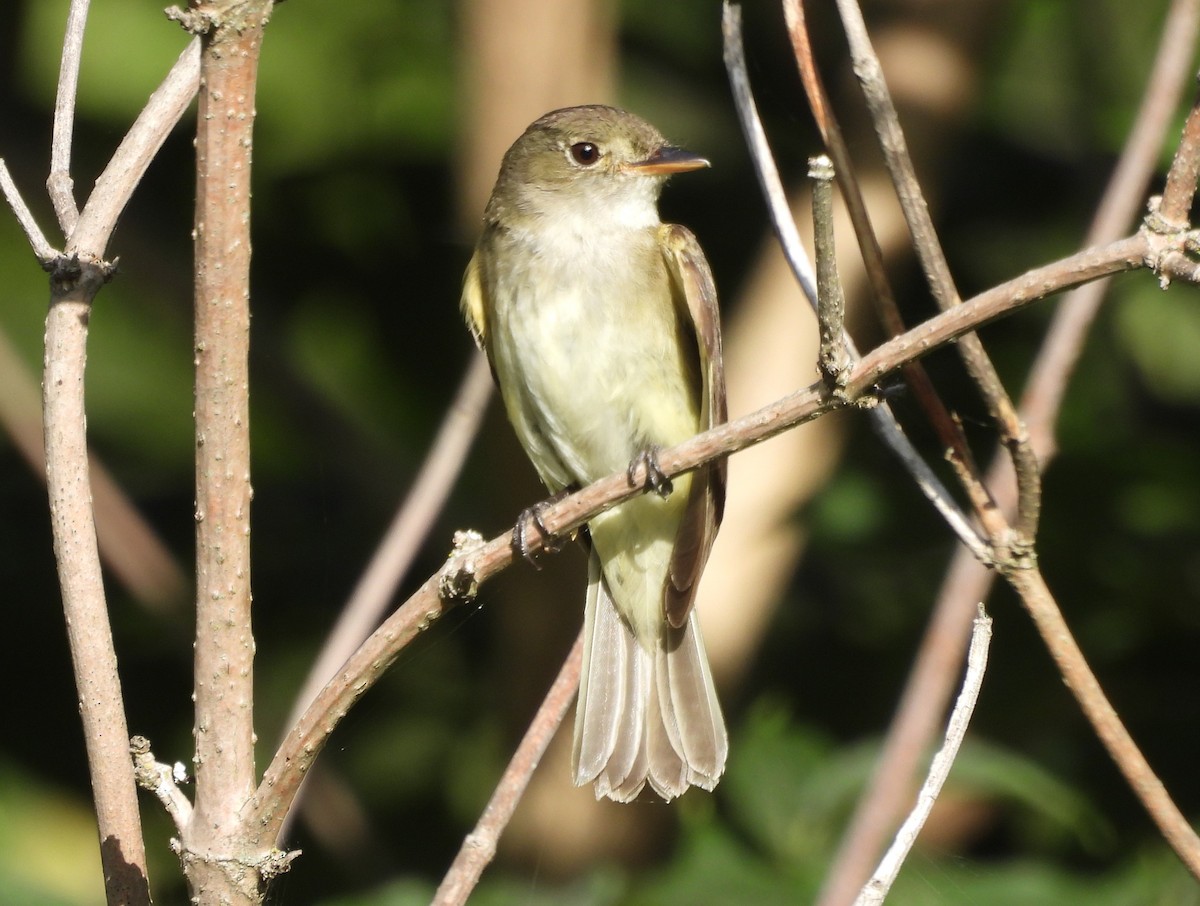 Willow Flycatcher - ML603167671