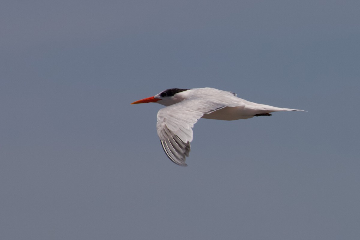 Elegant Tern - ML603167751