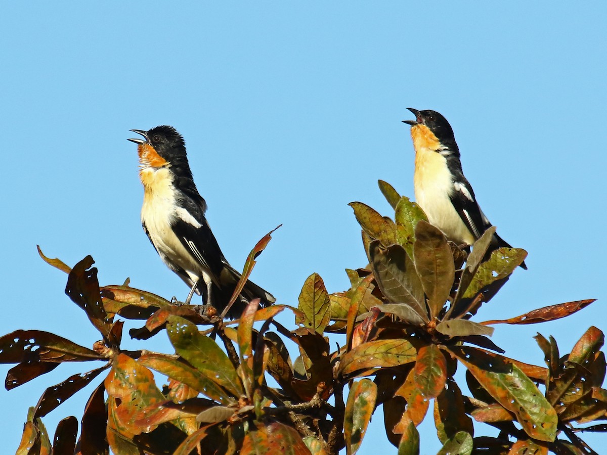 White-rumped Tanager - ML60316821