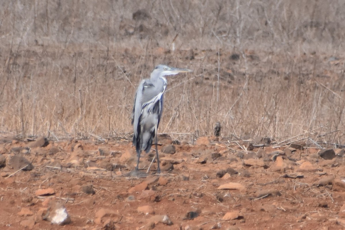 Gray Heron - ML603168211