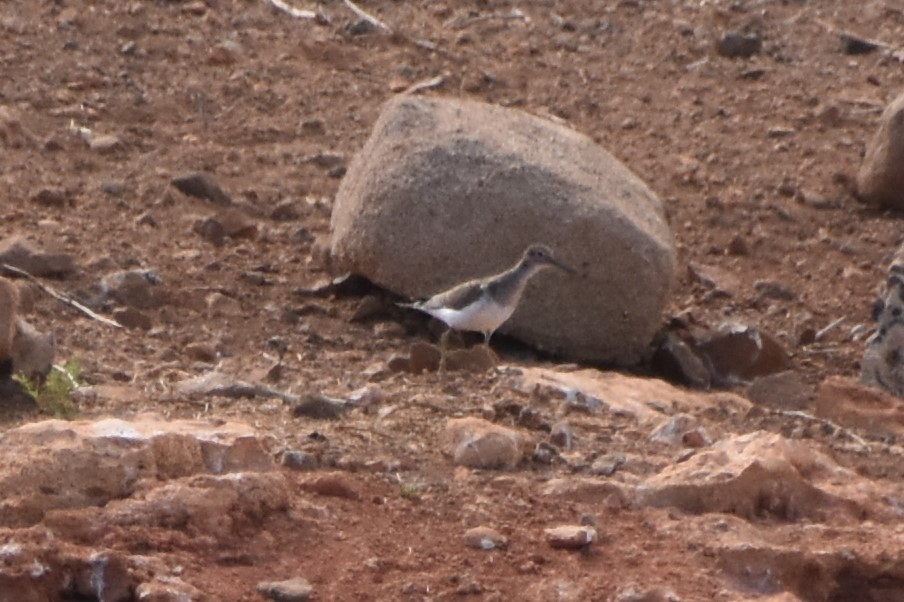 Green Sandpiper - ML603168461