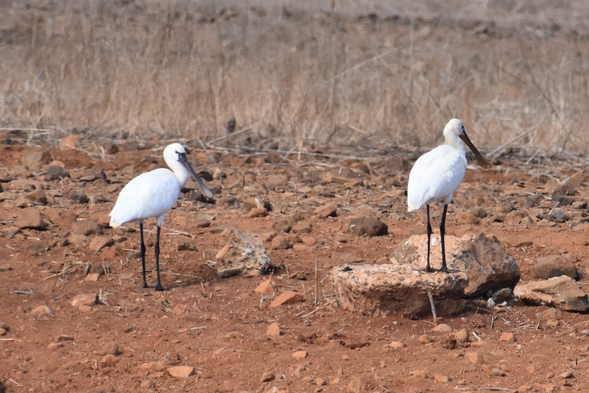 Eurasian Spoonbill - ML603168561